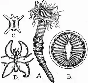 1911 Britannica-Anthozoa-Cerianthus solitarius.png