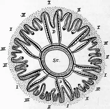 1911 Britannica-Anthozoa-Cladocora.png