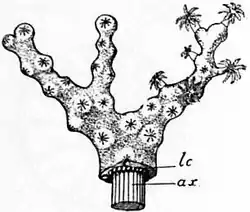 1911 Britannica-Anthozoa-Coralinum rubrum.png