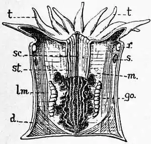 1911 Britannica-Anthozoa-Diagram.png