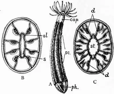 1911 Britannica-Anthozoa-Edwardsia claparedii.png