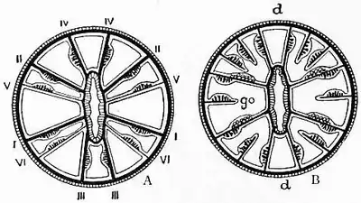 1911 Britannica-Anthozoa-Gonactinia prolifera.png