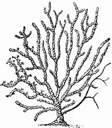 1911 Britannica-Anthozoa-Gorgonia cavolinii.png