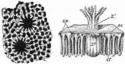 1911 Britannica-Anthozoa-Heliopora coerulea.png