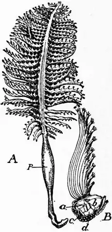 1911 Britannica-Anthozoa-Pennatula phosphorea.png