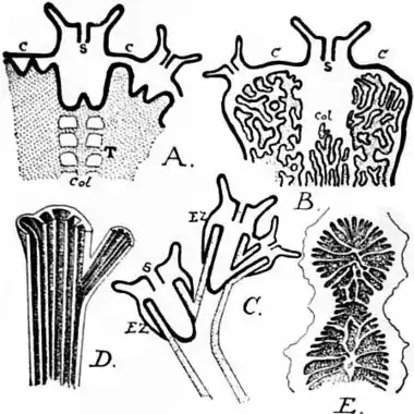 1911 Britannica-Anthozoa-Stylophora digitata.png