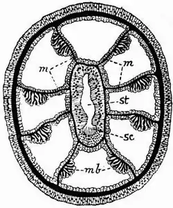 1911 Britannica-Anthozoa-Transverse.png