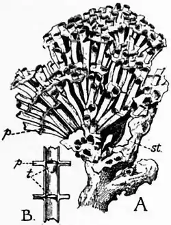 1911 Britannica-Anthozoa-Tubipora purpurea.png