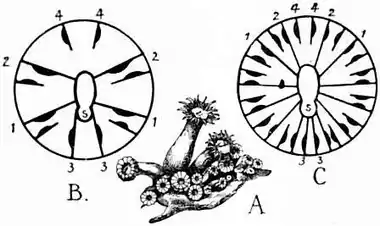 1911 Britannica-Anthozoa-Zoanthid.png