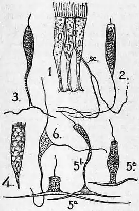 1911 Britannica-Anthozoa.png