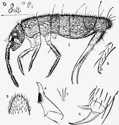 1911 Britannica-Aptera-Collembola.png