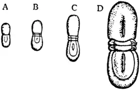 1911 Britannica-Arachnida-Agnostus nudus.png