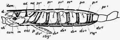 1911 Britannica-Arachnida-Beck.png