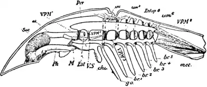 1911 Britannica-Arachnida-Benham.png