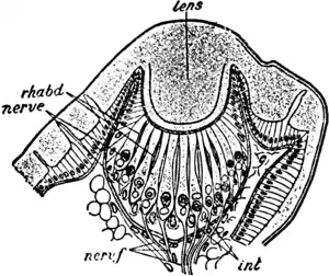 1911 Britannica-Arachnida-Bourne.png