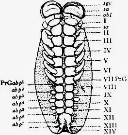 1911 Britannica-Arachnida-Brauer.png