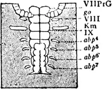 1911 Britannica-Arachnida-Brauer2.png