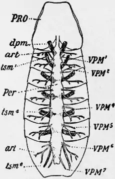 1911 Britannica-Arachnida-Buthus occitanus.png