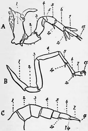 1911 Britannica-Arachnida-Comparison.png