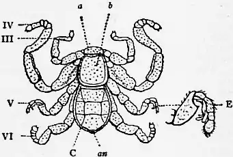 1911 Britannica-Arachnida-Cryptostemma Karschii.png