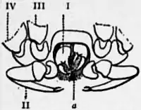 1911 Britannica-Arachnida-Cryptostemma Karschii2.png