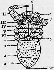 1911 Britannica-Arachnida-Cryptostemma Karschii3.png