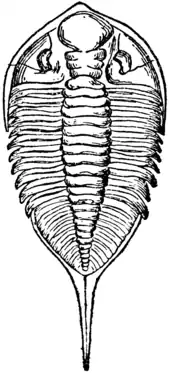 1911 Britannica-Arachnida-Dalmanites limulurus.png