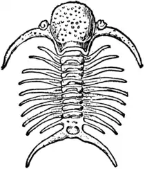 1911 Britannica-Arachnida-Deiphon Forbesii.png