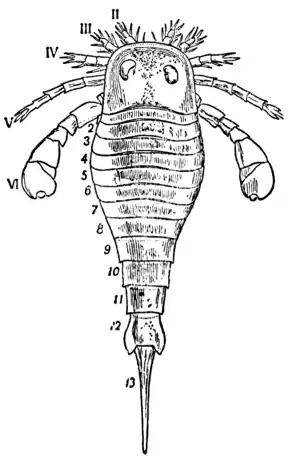 1911 Britannica-Arachnida-Eurypterus Fischeri.png