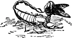 1911 Britannica-Arachnida-Euscorpius italicus.png