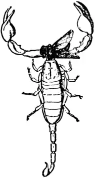 1911 Britannica-Arachnida-Euscorpius italicus2.png