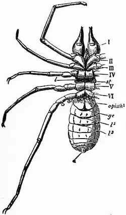 1911 Britannica-Arachnida-Galeodes.png