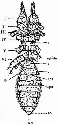 1911 Britannica-Arachnida-Galeodes2.png