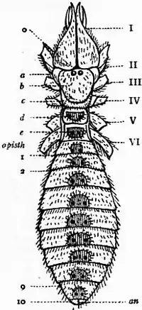 1911 Britannica-Arachnida-Galeodes3.png