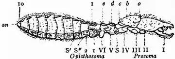 1911 Britannica-Arachnida-Galeodes4.png