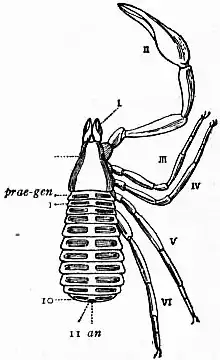 1911 Britannica-Arachnida-Garypus litoralis2.png