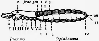 1911 Britannica-Arachnida-Garypus litoralis3.png