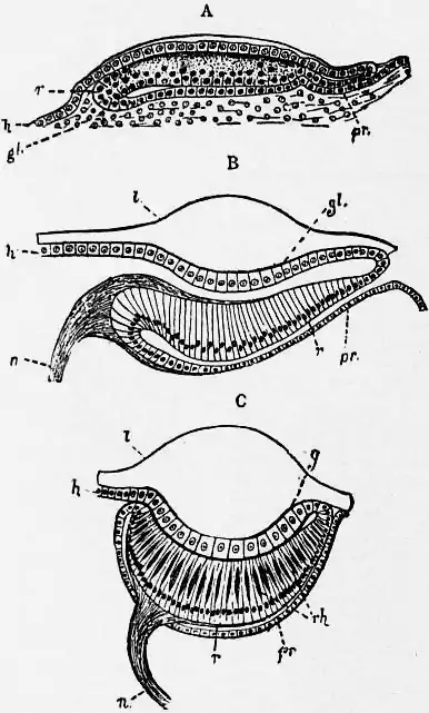 1911 Britannica-Arachnida-Heider.png