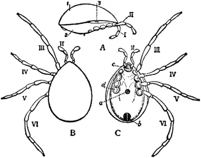 1911 Britannica-Arachnida-Holothyrus nitidissimus.png