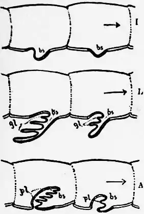 1911 Britannica-Arachnida-Kingsley.png