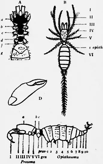 1911 Britannica-Arachnida-Koenenia mirabilis.png