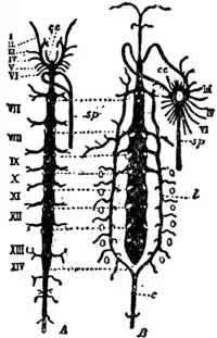 1911 Britannica-Arachnida-Lankester.png