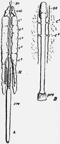 1911 Britannica-Arachnida-Lankester2.png