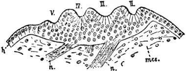 1911 Britannica-Arachnida-Laurie.png