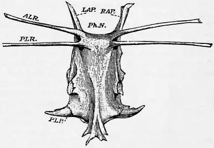 1911 Britannica-Arachnida-Limulus polyphemus.png