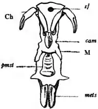 1911 Britannica-Arachnida-Limulus polyphemus10.png