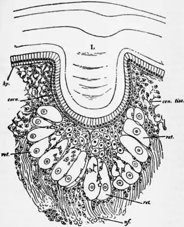 1911 Britannica-Arachnida-Limulus polyphemus11.png