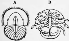 1911 Britannica-Arachnida-Limulus polyphemus12.png