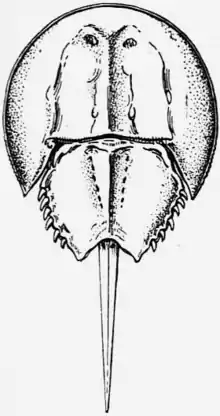 1911 Britannica-Arachnida-Limulus polyphemus13.png