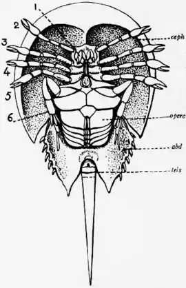 1911 Britannica-Arachnida-Limulus polyphemus14.png